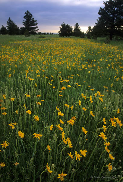 Ponderosa savanna is blanketed with orange arnica wildflowers during a wet spring. The bloom would only last a week or so before...